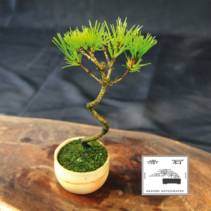 赤石の泉 黒松（鉢植え） S-28