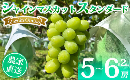 【先行受付2026年発送】シャインマスカット スタンダード 約2kg（5～6房）｜Jardin Omino　※2026年9月上旬以降順次発送　シャインマスカットシャインマスカットシャインマスカットシャインマスカットシャインマスカット