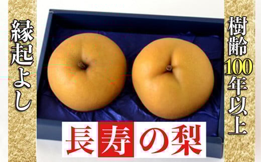 【産直もぎたて】樹齢114年・縁起のよい長寿の梨 1.2kg（国産 フルーツ ナシ 新高 果物 くだもの 贈答用 プレゼント）
