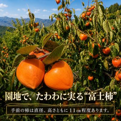ふるさと納税 八幡浜市 甘さにニッコリ・なめらか食感!日本最大級の柿「富士柿」約3キロ【C39-72】 |  | 01