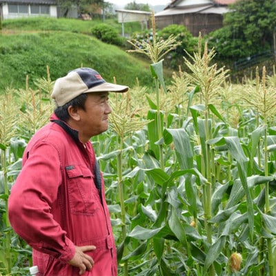 【2023年8月より順次発送】【数量限定】糖度18度の朝採りとうもろこし「恵味」《黄》8本【配送不可地域：離島】