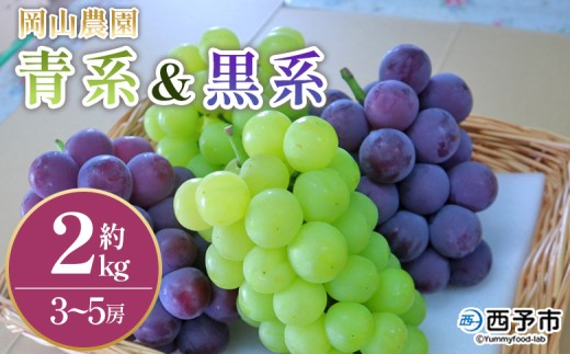 ＜青系＆黒系ぶどうセット 約2kg＞ 果物 くだもの フルーツ 大粒 大きい 葡萄 ブドウ 果肉 果実 青果 濃厚 甘み 甘い 食べ比べ 贈り物 贈答 ギフト 岡山農園 愛媛県 西予市【冷蔵】