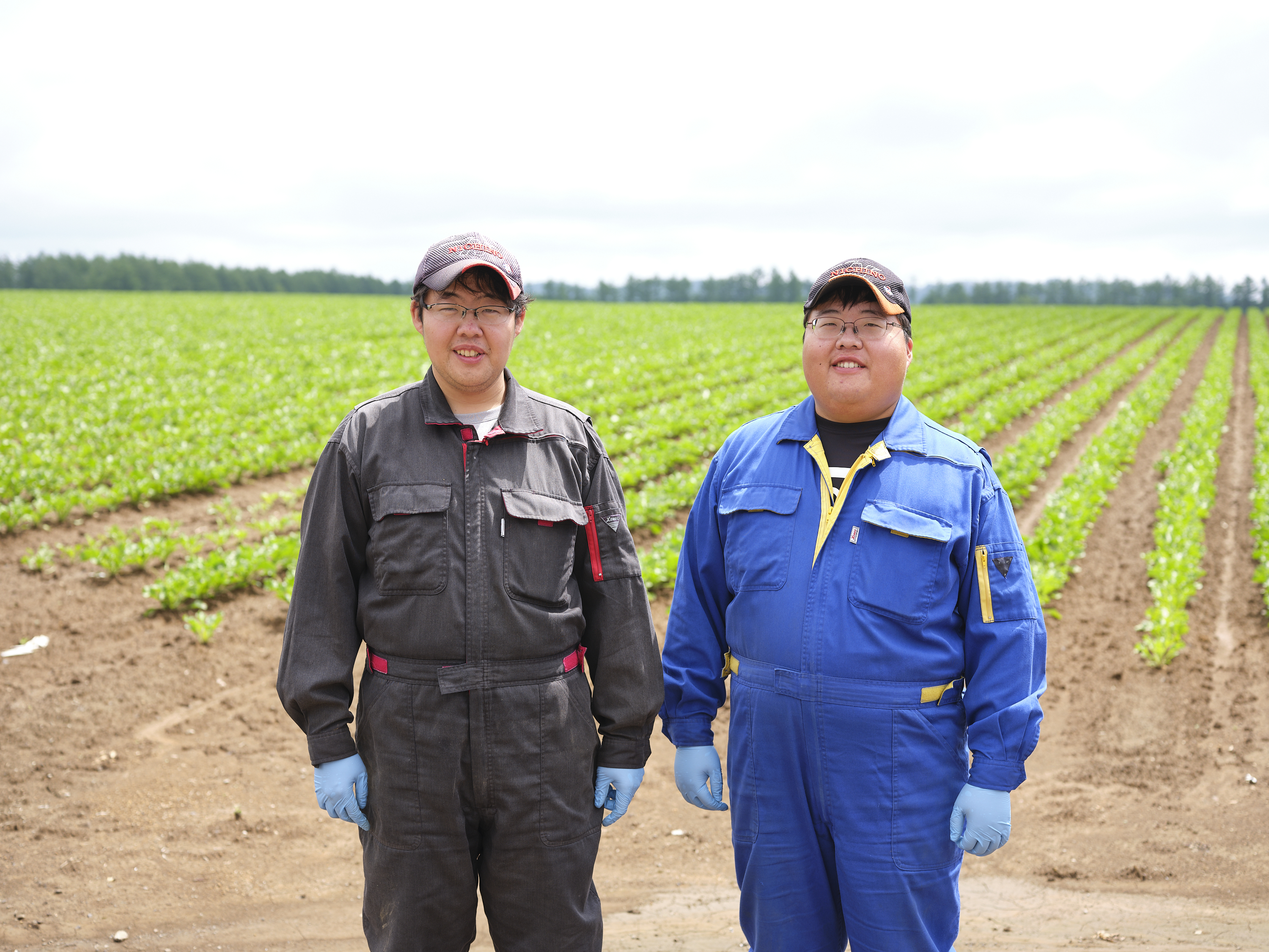 北海道産寒締めほうれんそう＜計1kg＞ 北海道 ホウレンソウ 1kg ◆2024年12月中旬発送開始予定  ちぢみほうれん草