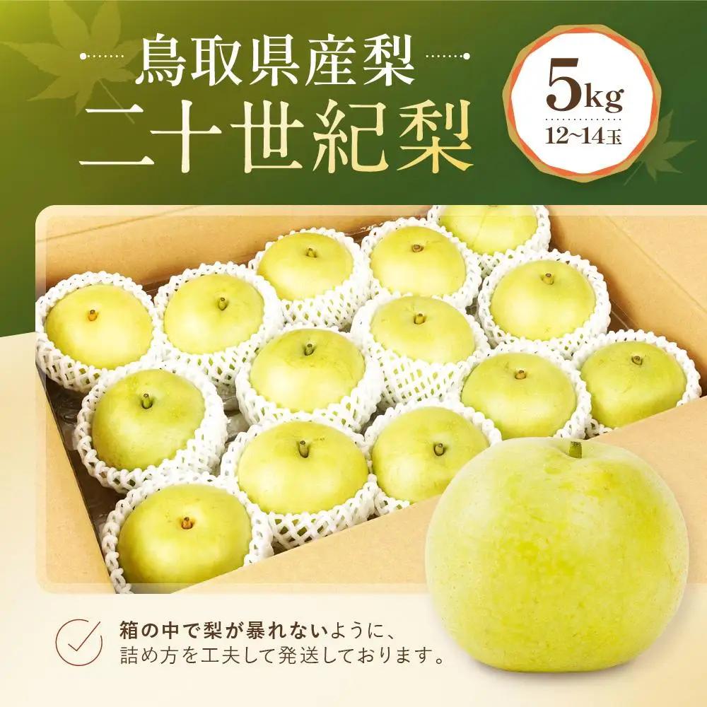 二十世紀梨 5kg 数量限定 鳥取県産 12～14玉 梨