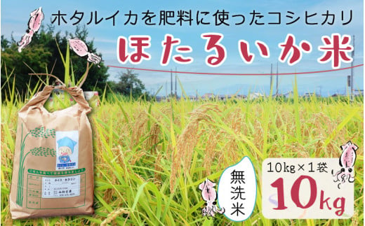 【訳あり】ほたるいか米（無洗米10kg）【通年発送】 【訳あり 米 コシヒカリ こしひかり ほたるいか ホタルイカ お米 ブランド米 富山 滑川】