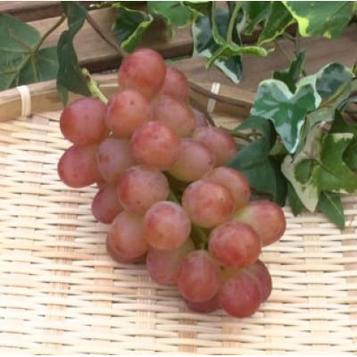 【2026年先行受付】2026年10月中旬発送「牧丘天空の丘ヌーベルローズ」 約1kg(2～3房)【配送不可地域：離島・沖縄県】