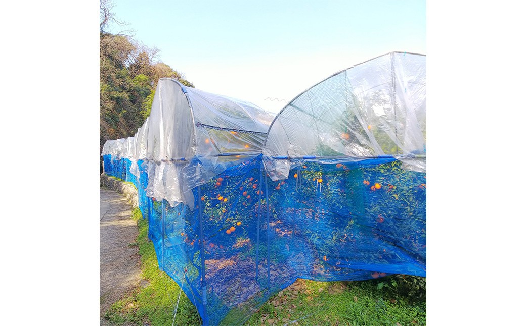 【希望の島】 完熟不知火 特選品 大玉 2kg