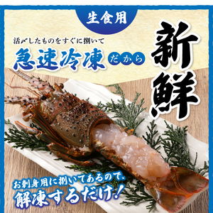 伊勢海老 三昧セットB 刺身用＋焼物用 (a80-031)