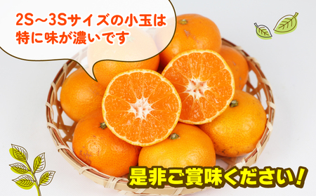 蜜柑 訳あり 小玉 温州みかん 早生 10kg 玉津柑橘倶楽部 早生温州 温州 みかん 早生みかん 小玉みかん 甘い 果物 くだもの フルーツ 柑橘 mikan 蜜柑 愛媛蜜柑 愛媛みかん わけあり 
