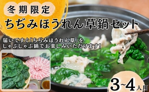 【冬季限定】 東松島産 ちぢみほうれん草 鍋セット  ほうれんそう ホウレンソウ 鍋 なべ  オンラインワンストップ 自治体マイページ 【2025年12月中旬から発送開始予定】