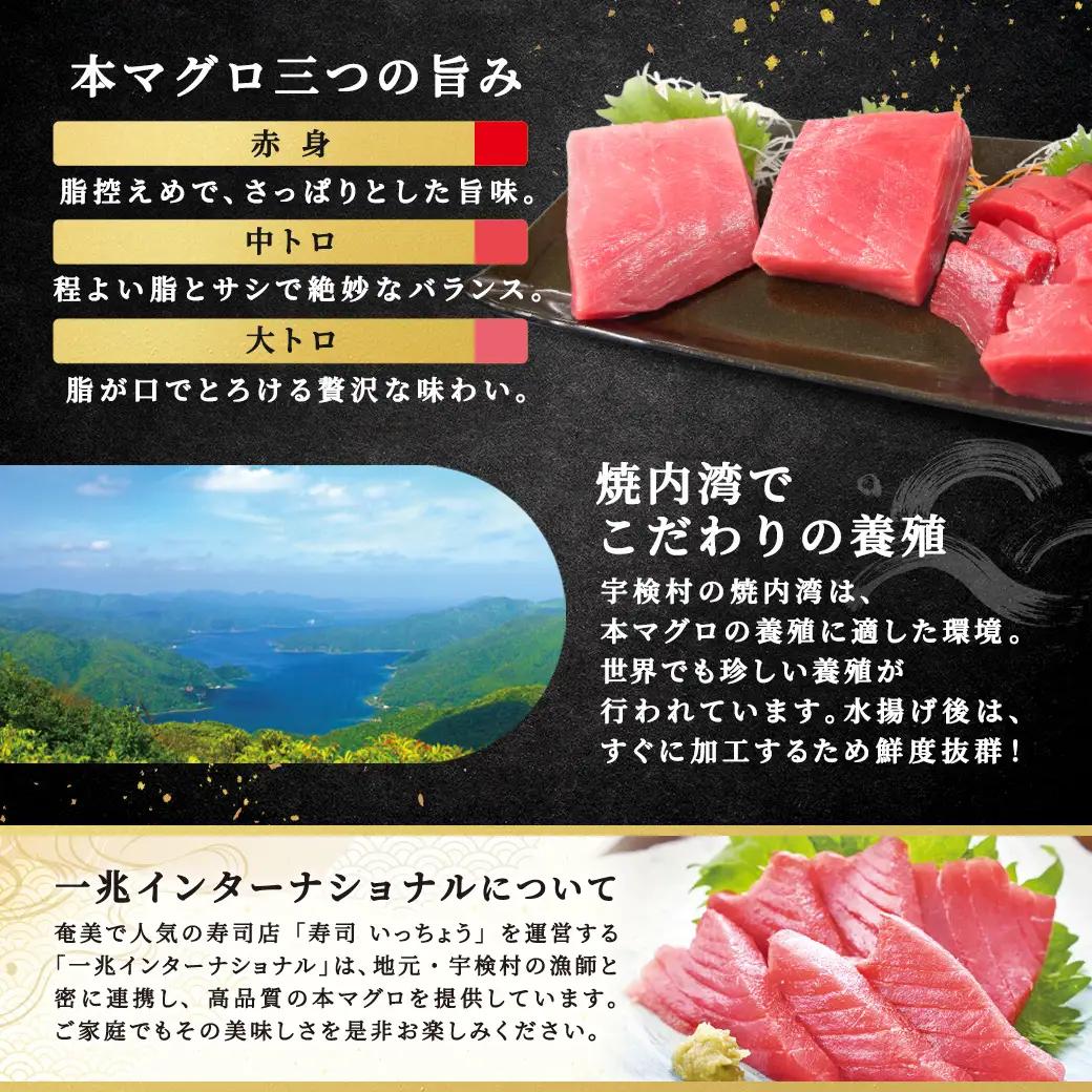 【 中トロ 赤身 】本マグロ 300g 簡単 お刺身 セット 冷凍 柵 宇検村産 鮪 海鮮 晩酌 刺し身 まぐろ さしみ 海鮮丼 人気 漬け ネギトロ 生食用
