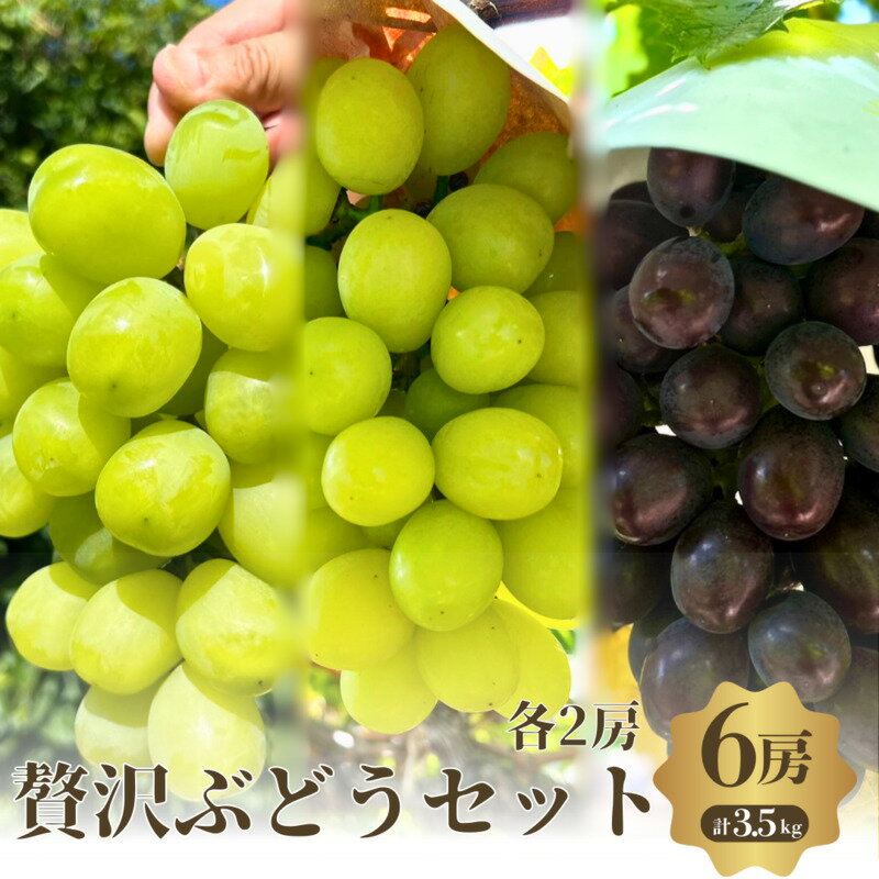 【ふるさと納税】贅沢 シャイン品種 ぶどうセット 3種 6房 セット 詰め合わせ ぶどう ブドウ マスカット シャインマスカット 食べ比べ フルーツ 果物 季節のフルーツ 季節の果物 旬のフルーツ 旬の果物 大阪 大阪府 岸和田市　お届け：2025年9月中旬～10月中旬まで