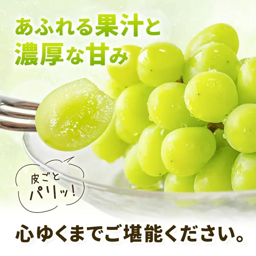 シャインマスカット 1.5kg 株式会社エフビーネット《8月中旬-9月上旬頃出荷》熊本県 菊池市 ぶどう ブドウ マスカット 果物 フルーツ デザート ギフト ご贈答 熊本県産