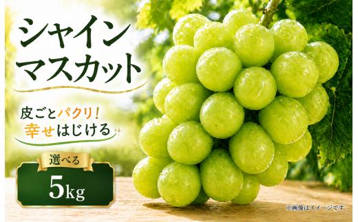 【 先行予約 】 シャインマスカット 5kg 《 2026年 8月 中旬 ～ 順次発送 》 フルーツ ぶどう 葡萄 産地直送 農家直送 産直 贈答 家庭用 ギフト 中内農園 ぶどう 直売所 徳島県 阿波市