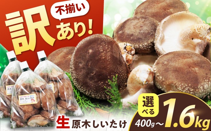 
                  【選べる容量】【訳あり】不揃い 原木しいたけ  400g～1.6kg（200g/袋）椎茸 しいたけ シイタケ 訳あり きのこ キノコ 茸 生しいたけ シイタケ 野菜 生椎茸 生シイタケ 原木しいたけ shiitake 肉厚 鍋 しいたけ しいたけ 椎茸 シイタケ 生しいたけ 岐阜県 白川町 / 清水しいたけ園 [AWAY002]
                
