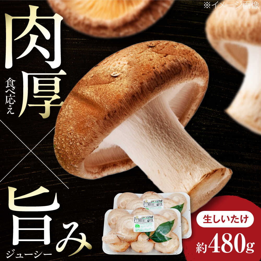 【ふるさと納税】生しいたけ (菌床栽培) 約240g×2パック ／ しいたけ 椎茸 シイタケ 生シイタケ 生椎茸 きのこ キノコ 野菜 愛媛県 内子町 内子町産 国内産 国産 送料無料 人気 食材 食品 おすすめ バーベキュー BBQ 【株式会社フジ・アグリフーズ】[BKAY013] 8000 8000円