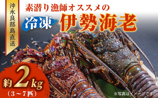 沖永良部島直送！素潜り漁師オススメの冷凍伊勢海老 約2kg（3～7匹）！　W030-011u