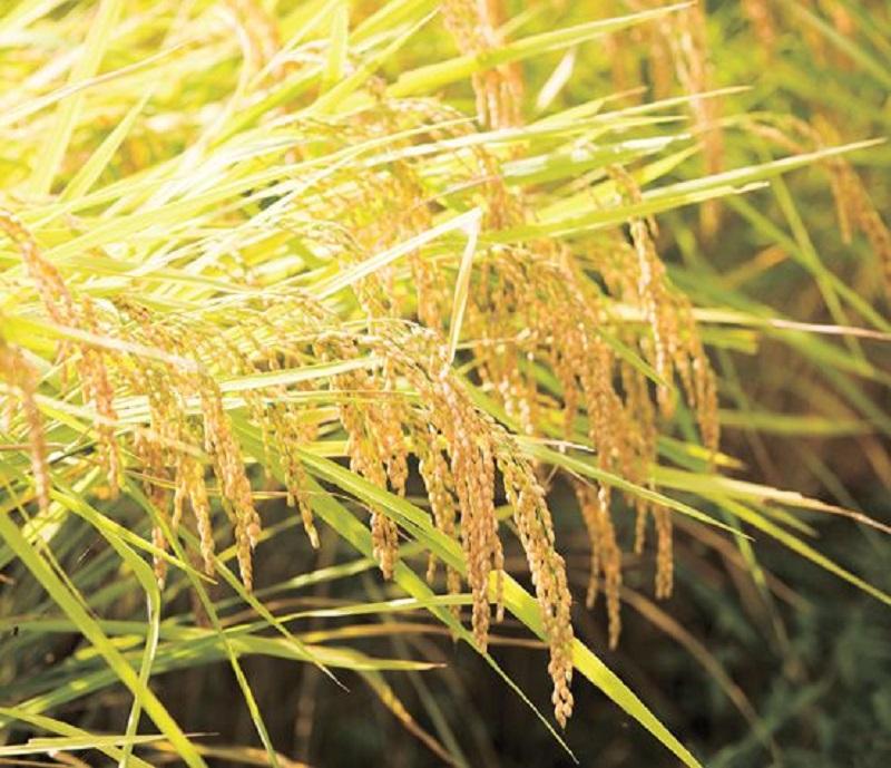 【定期便】南魚沼産コシヒカリ山本家精米５kg×６回【従来品種】