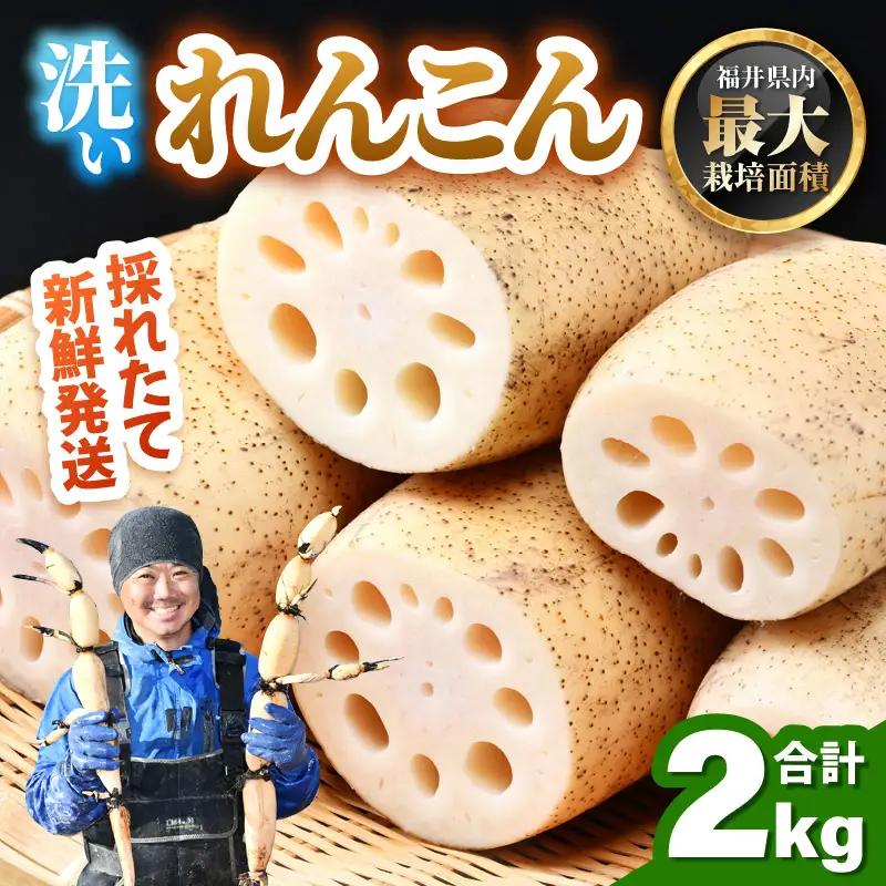 【先行予約】洗いれんこん2kg《発送直前に収穫してお届け！》 シャキっとした歯触り！ ／ 有機肥料 低農薬 蓮根 レンコン 野菜 根菜 正月【2026年11月中旬以降順次発送予定】 [aw056-a0