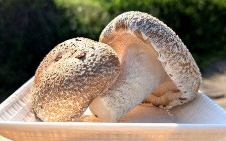 肉厚生椎茸（菌床）約500g / しいたけ シイタケ きのこ キノコ 椎茸 / 瀬戸市 / 株式会社フラットフィールド[BBEE001]