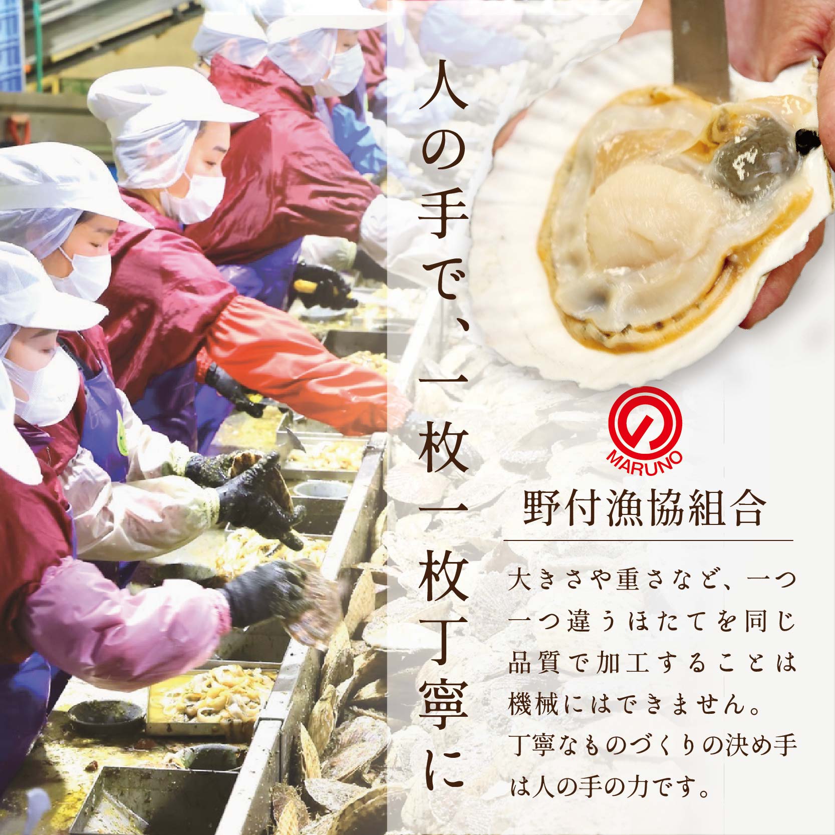 【隔月3回定期便】北海道 野付産 漁協直送 冷凍ホタテ 貝柱大粒ホタテ500ｇ【NKB03ND01】_イメージ5
