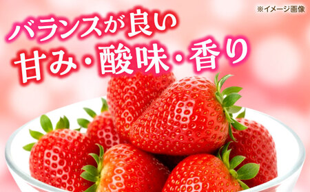【先行予約】いちご ゆうべに 百花園ファーム 約1.4kg（約350g×4P）20粒/P Lサイズ 【亀井通産 株式会社】[AYBQ084]