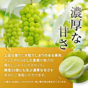 【先行受付】信州産 シャインマスカット 2房（約1㎏）｜ふるさと納税 松本市 シャインマスカット 果物 フルーツ 種なし 皮ごと 信州産 果肉 美味しい 人気 長野県