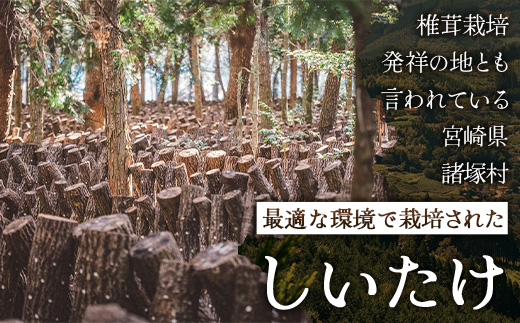 【世界初COC認証取得！】宮崎県諸塚村産 乾しいたけ どんこ 200g 常温｜干ししいたけ 椎茸 冬菇 肉厚 お煮しめ お鍋 網焼き 原木栽培 CoC認証 高級 家庭用 もろっこはうす MO-17
