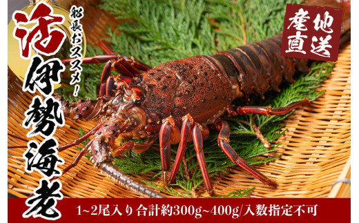 
                  活 伊勢海老 1尾 ～ 2尾 セット 産地直送 船長 おすすめ ｜漁師直送 海鮮 とれたて 人気 伊勢エビ 新鮮伊勢海老 南紀伊勢海老 人気伊勢海老 イセエビ いせえび 海老 エビ えび ebi iseebi 刺身 焼き物 お味噌汁 鍋 おすすめ 送料無料 和歌山県 白浜町【K022-NTZ】
                