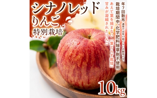 ＜軽やかな甘さと食べやすさ＞シナノレッド 10kg 1セット【1780252】