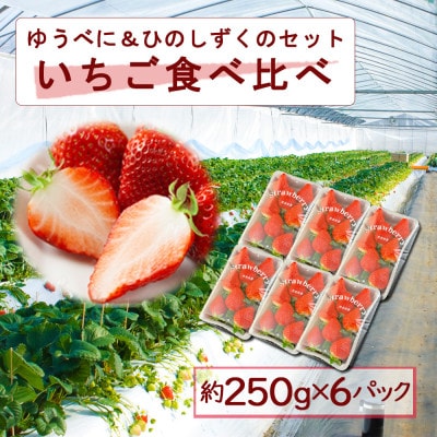 熊本阿蘇のいちご食べ比べ2種6パックセット(ゆうべに・ひのしずく)【配送不可地域：離島】【1600793】