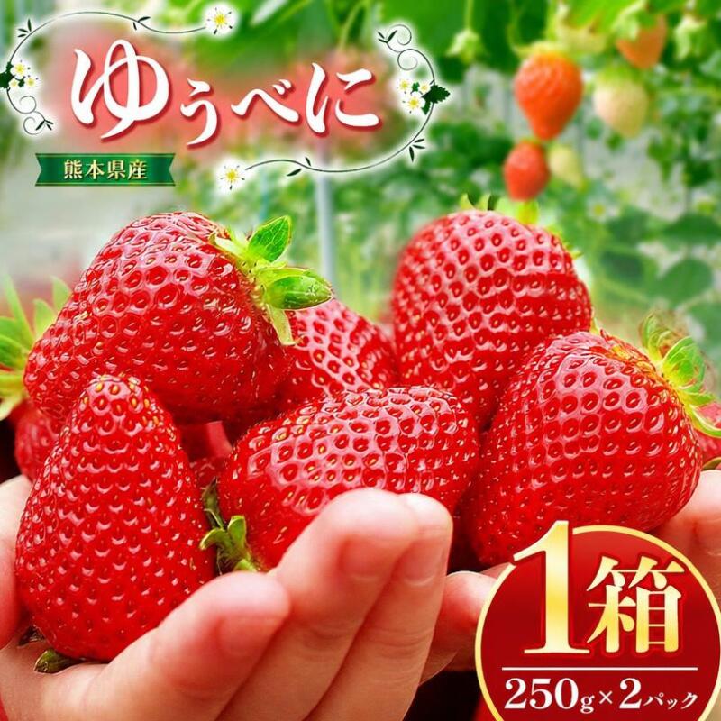 【ふるさと納税】いちご ゆうべに 1箱（250g入り×2パック） | フルーツ 果物 くだもの いちご 苺 500g 熊本県 玉名市 送料無料 産地直送