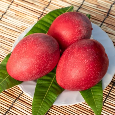 【2026年6月から順次発送・化粧箱】JAおきなわが厳選したアップルマンゴー1kg(2～3玉)【配送不可地域：離島】