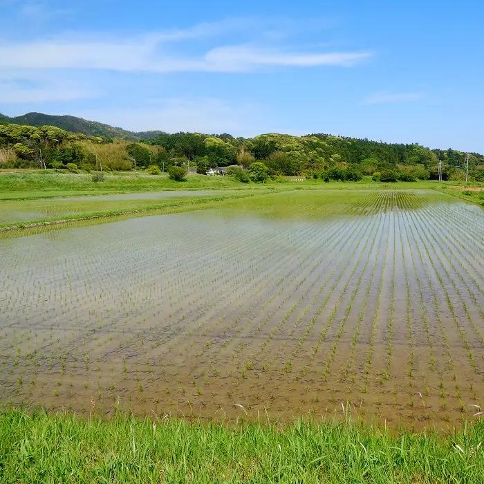【千葉県知事賞受賞】川名一将さんちの長狭米 特別栽培米コシヒカリ10kg【玄米】 [0032-0005]