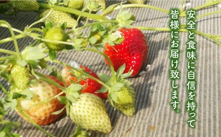長崎県産 冷凍 イチゴ ゆめの香 たっぷり2キロ（500g×4袋）冷凍フルーツ 長崎市/和農園[LGJ004] 果物 くだもの フルーツ いちご 苺 イチゴ ヨーグルト アイス イチゴ ケーキ 大容量
