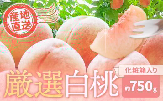 和歌山の厳選白桃【白鳳・清水白桃・川中島白桃 等】化粧箱入り 約750g 池田鹿蔵農園《7月上旬-8月中旬頃出荷》和歌山県 日高町 厳選 白桃 和歌山県産 白鳳 清水白桃 川中島白桃 桃 もも 果物 フルーツ