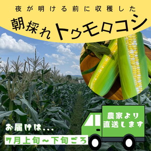 朝採れ とうもろこし 5kg スイートコーン ドルチェドリーム 甘い 早朝収穫〈アグリにのうみ〉京都 亀岡 農家直送 2024年産 先行予約 ※着日指定不可  ※北海道・沖縄・離島への配送不可 ※20