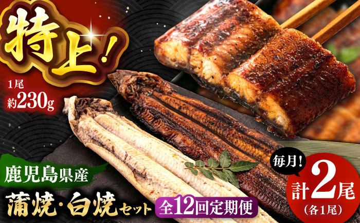 
全12回定期便 鹿児島産うなぎ2尾　蒲焼・白焼セット ▼うなぎ蒲焼 ウナギ 鰻 蒲焼 白焼 有頭 桂川町/山水商事 [ADAH020]
