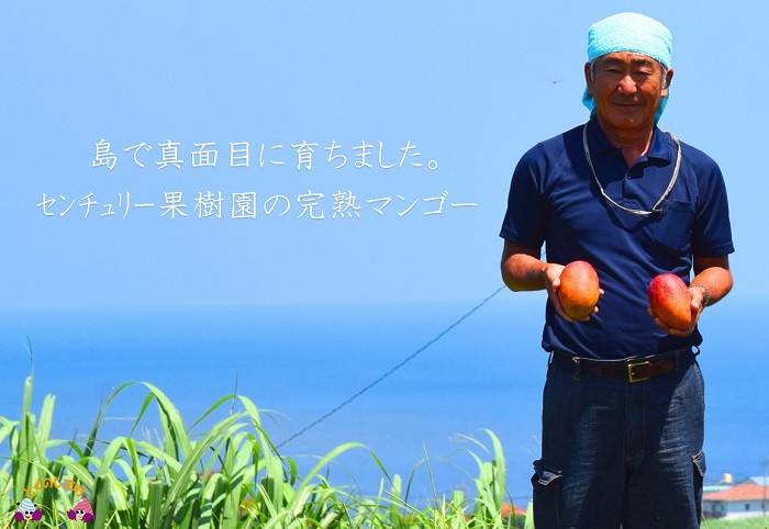≪先行予約≫【訳アリ】徳之島センチュリー果樹園さんのちょっと小ぶりな完熟マンゴー（2kg） ( マンゴー フルーツ 果物 完熟 無加温 徳之島 世界自然遺産 美味しい とろける 旬 贅沢 糖度 南の島