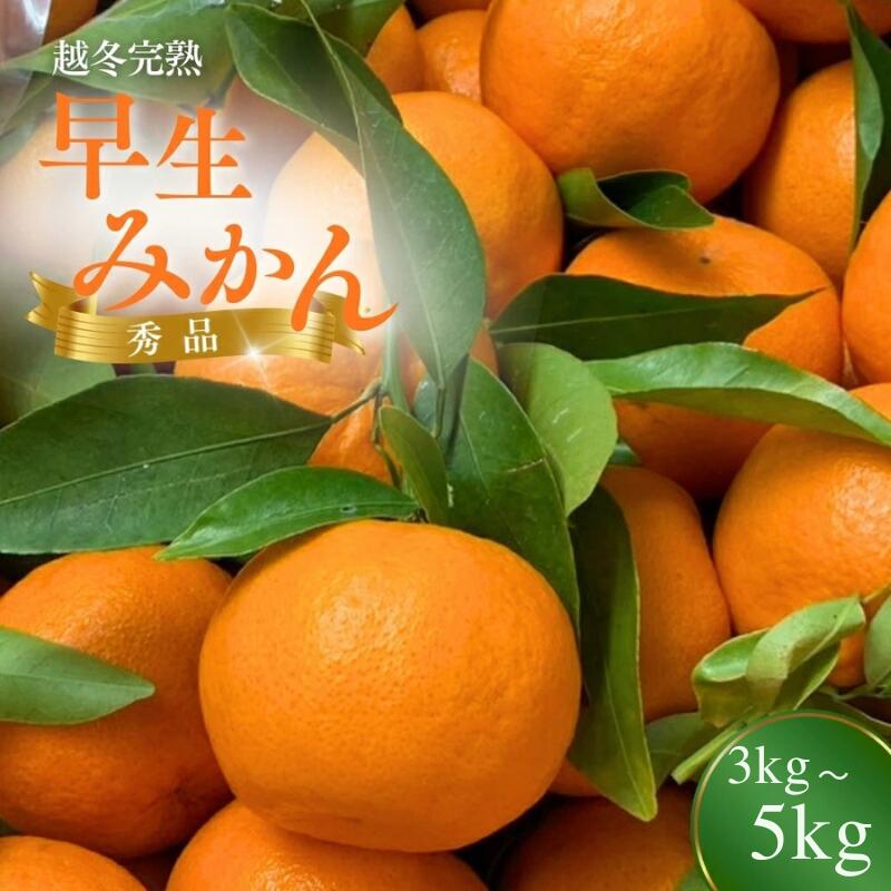 【ふるさと納税】 完熟 ＼先行予約／ 越冬早生みかん 【選べる容量】 3kg 5kg （2026年1月以降順次発送予定） / みかん 早生みかん 早生 ミカン 柑橘 フルーツ 果物 紀州産 和歌山県