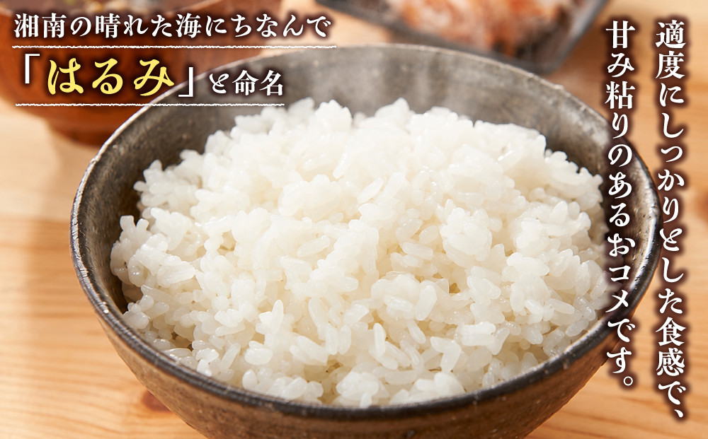 志村屋米穀店 令和7年産小田原市産　はるみ  5kg