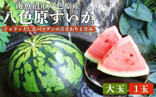 
                  先行予約【高級】八色原すいか大玉１玉【西瓜 スイカ すいか 大玉 季節限定 果物 フルーツ ギフト 名産地 産地直送 シャキシャキ 厳選 デザート 新潟県】【2026年7月下旬発送】【お届け日時指定不可】
                