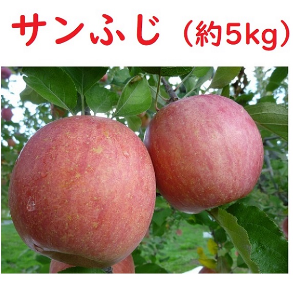 【先行予約】サンふじ【約5kg（11〜20個】(N-1.5)