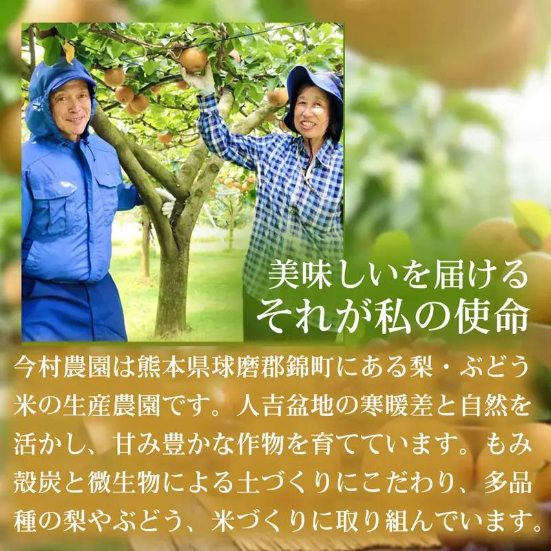 くまさんの輝き ブランド米 熊本県産 くまさんの輝き【5kg】【定期便12ヶ月】