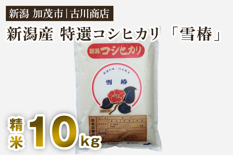 
                  【令和7年産】新潟県産 特選コシヒカリ「雪椿」精米10kg 《順次発送》 白米 加茂市 お米の専門店 古川商店
                