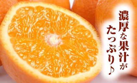 清見オレンジ約8kg/果実サイズおまかせ※2024年2月中旬～4月下旬頃発送予定　　紀伊国屋文左衛門本舗【sutb401】