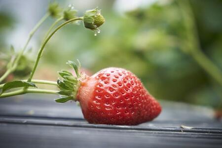 【2026年3月出荷予定】完熟 あまおう イチゴ 280g×4パック(約1120g)＜配送不可：北海道、沖縄県、離島＞