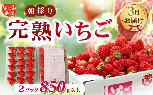 【先行予約／2027年3月発送】いちご 紅ほっぺ 2パック 850g 以上 発送月 朝採り 朝採れ 完熟いちご フルーツ 果物 新鮮 完熟 旬 イチゴ ストロベリー 土耕栽培 季節限定 静岡県産 なごみ果園 伊豆 下田 贈答 ギフト 産地直送