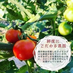 【6回定期便】旬の味！お野菜 詰め合わせBOX 8～10品目×6回（栽培期間中 農薬・化学肥料不使用） 【めぐる農園】京都 亀岡 京野菜 農家より直送 野菜 野菜詰め合わせ 野菜セット 厳選野菜 旬野
