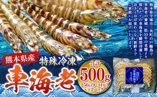 特殊冷凍 車海老 約500g（18～22尾）2パック エビ 海老 えび クルマエビ 車エビ 養殖 瞬間冷凍